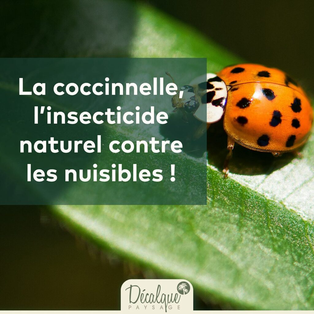 Les coccinelles dans nos jardins