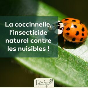 Les coccinelles dans nos jardins