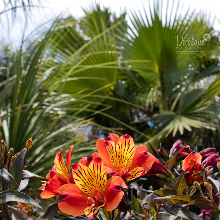 Un jardin à Agde