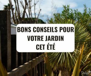 Bons conseils pour votre jardin cet été