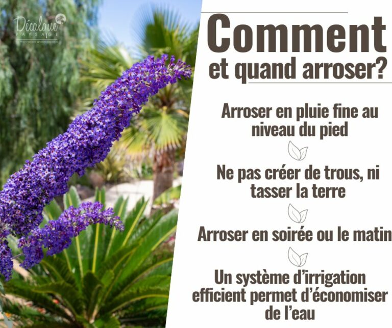 Comment et quand arroser?